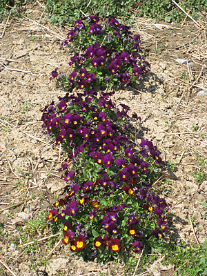 pansy mulched